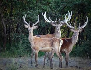 Court blocks tender for red deer hunt