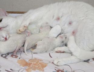 Van cats give birth to year’s last kittens