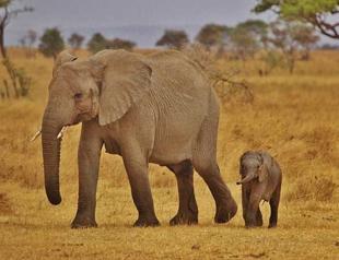 World wildlife plummets more than two-thirds in 50 years