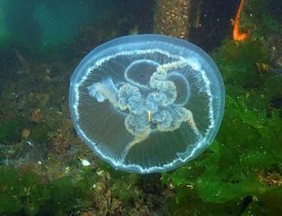 Rare moon jellyfish sighted off Istanbul’s coasts