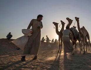 Camel racing storms back in Sinai