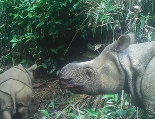 Two endangered Javan rhino calves spotted in Indonesian park