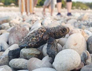 Some 3,100 Caretta caretta hatchlings meet sea