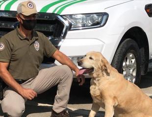 Animal Protection Unit takes charge in Turkey’s Adana