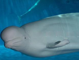 Captive belugas take first swim in Icelands open waters