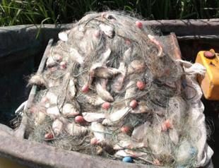 Crucian carps threatening other fish species in Kızılırmak, Yeşilırmak rivers