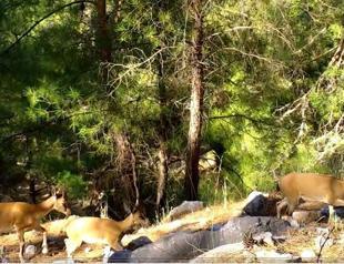 Wild goats in Taurus Mountains photographed with camera trap
