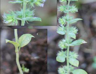 Turkish scientists find plant species not traced for 150 years
