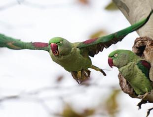 Parakeets dwelling in Istanbul disrupt natural balance