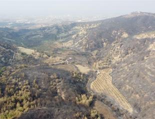 Two detained over southern forest fires