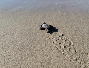 First Caretta caretta nest detected in Marmara