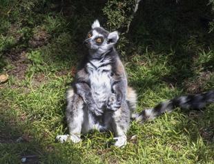 ‘There’s a lemur’ 5-year-old helps crack SF Zoo theft case