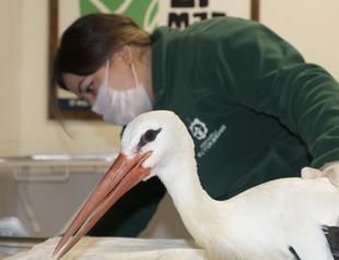 Wildlife park treats more than 550 wild animals amid pandemic