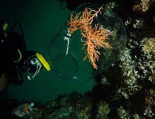 Endangered coral field transported to another location in Marmara Sea