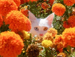 Van cats petted from afar during pandemic