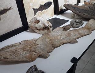 Police recover $10 mln worth of smuggled fossils