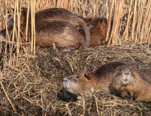Invasive species that once fled Soviet Union takes over Turkish wetlands