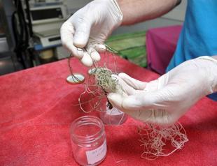 Plastic found in Caretta caretta’s digestive system