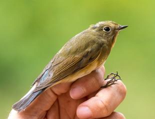 Blue-tailed nightingale spotted in Turkey for fourth time