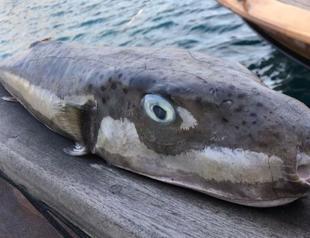 Meter-long pufferfish caught has become hot topic among Aegean fishermen