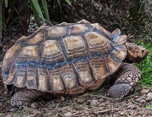 200-pound tortoise is back home after escaping Alabama pen