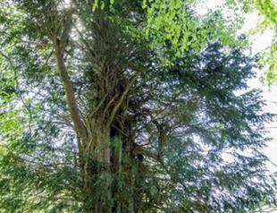 Turkey’s oldest tree living since Bronze Age