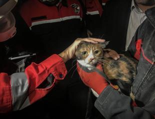 Rescue dog saves cat from debris after İzmir quake