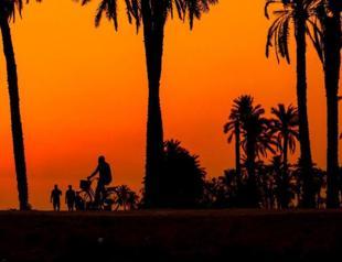 Iraqs ancient palm climbers struggle for survival