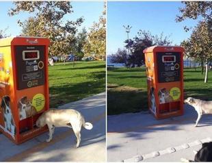 Automatic food machines to help stray animals