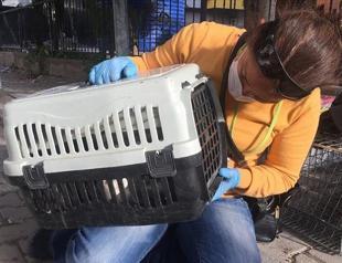 Cat joins ranks of earthquake survivors