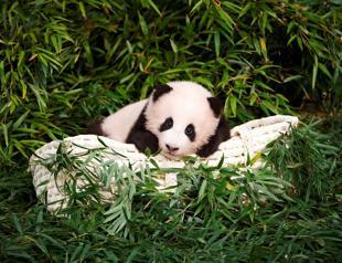 Lucky children greet Fu Bao, the first panda born in South Korea