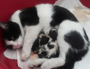 Pregnant cat arrives at private hospital to give birth