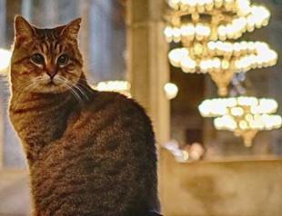 Farewell to Gli, beloved cat of Hagia Sophia Mosque
