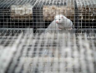 Scientists on guard over mutant mink coronavirus