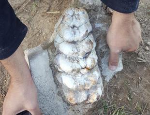 Fishermen discover ancient fossils dating back eight million years