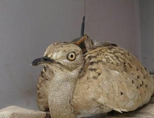 Hunters shot bird that reappeared 100 years later