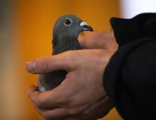 Pigeon sells for record 1.6 mln euros to Chinese fancier