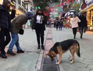 Residents try to find out what stray dog looking at
