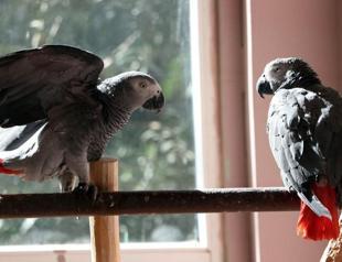 Injured, illegal wild animals take shelter in Gaziantep Zoo