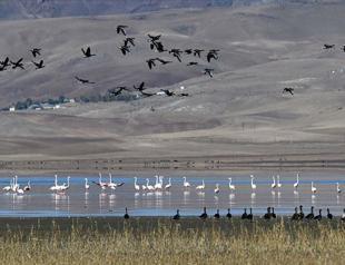 Bird paradise Kuyucuk Lake hosts 110 species