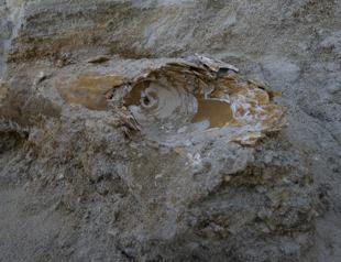Mammoth fossils unearthed in Turkey’s northwest