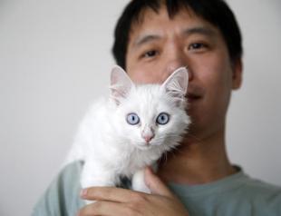 Chinese academic travels all the way to Turkey just to adopt Van cat