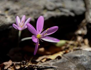 GPS devices in use to track Termessos crocuses