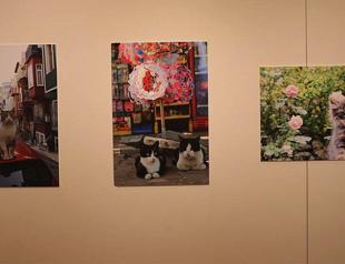 Japanese traveler exhibits Turkish cat in Japan