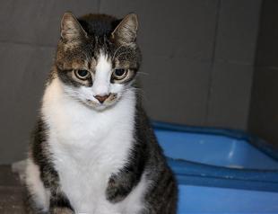 Cats of woman who died in İzmir earthquake adopted by new families