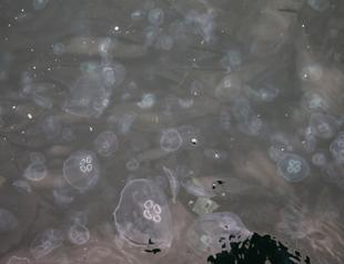 Jellyfish rising in Bosphorus Strait raise concerns