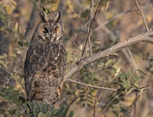 Long-eared owls provide ecological balance in village