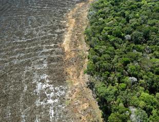 Deforestation in Brazilian Amazon surges to 12-year high