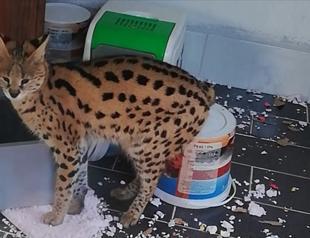 Smuggled African cat caught in Turkey’s Sakarya province