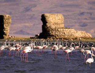 Some flamingos not migrating from Turkey due to global warming: Academic
